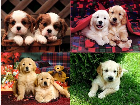 Dogs I - dogs, cute, puppies, pet, collage