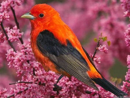 Scarlet Tanager - bird, flowering tree, tanager, scarlet