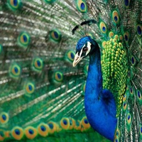 Showy Peacock