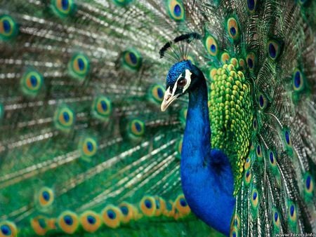 Showy Peacock - peacock, showy, tail feathers