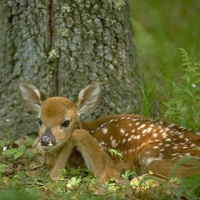 White-tailed deer fawn