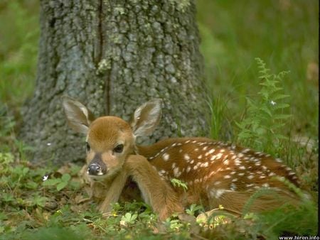 White-tailed deer fawn - fawn, deer, grass, forest, tree