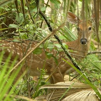 Deer in the woods