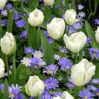 White tulips & purple gerberas