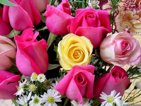 Mixed Roses - daisies, roses, flowers, romance