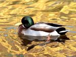 Mallard Duck