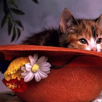 Cat in the hat