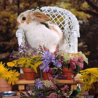 Spring Bunny