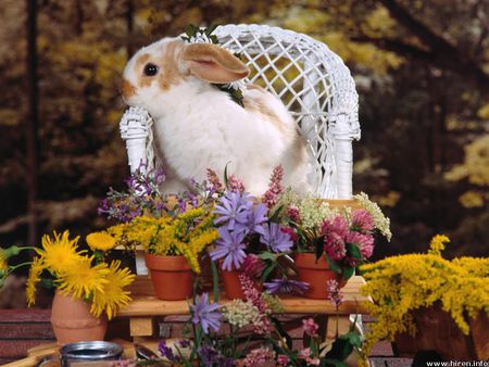 Spring Bunny - rabbit, cane chair, flowers, bunny, spring