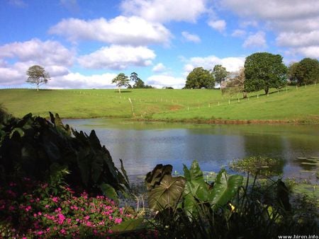 Maleny Lagoon - flowers, grass, trees, lagoon