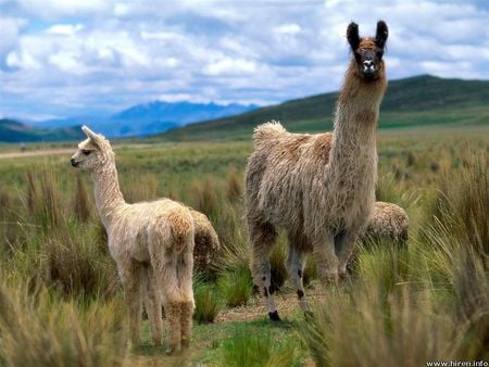 Llamas, Andes Mountains - dry grass, mountains, field, llamas