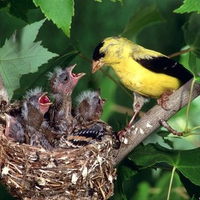 Gold Finch Family