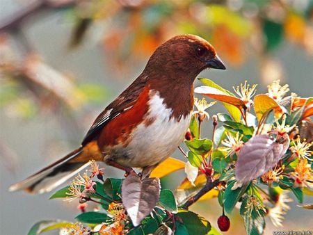 Female Rufous - female, tree, flowers, bird, rufous