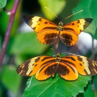 Longwing Butterfly