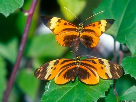 Longwing Butterfly - longwing butterfly, green leaves, tree