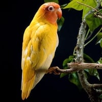 Peach face lovebird