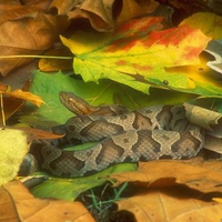 Northern Copperhead