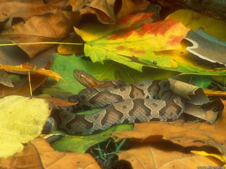 Northern Copperhead - autumn leaves, reptile, copperhead, snake