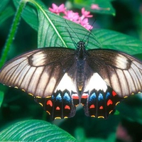 Orchard Butterfly