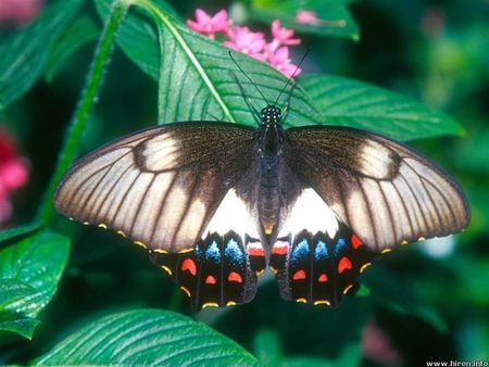 Orchard Butterfly - flower, green leaves, orchard butterfly