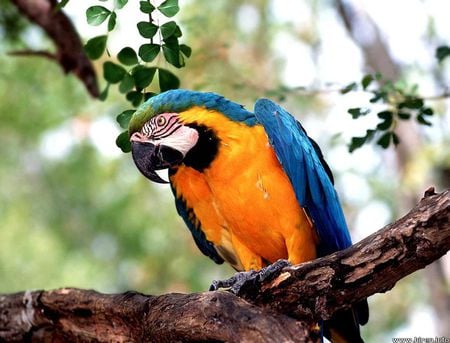 Beautiful Macaw - bird, macaw, tree branch, tropical, parrot