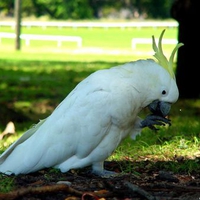 Sulfur crested cockatoo