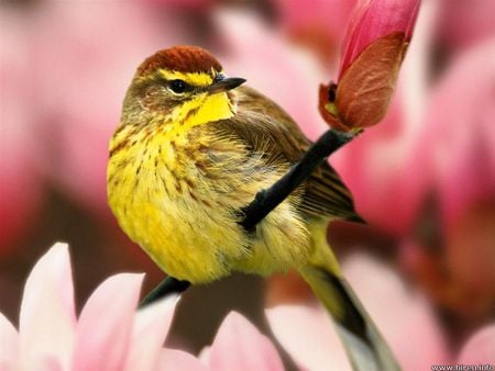 Male palm warbler - male, palm warbler, pink flowering tree, bird