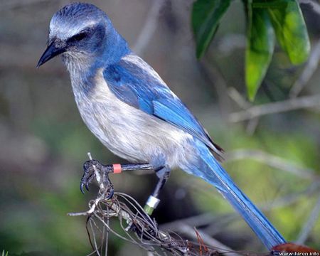 Srub Jay - bird, scrub jay, tree