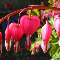 Bleeding Hearts