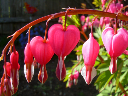 Bleeding Hearts - bleeding, hearts, pink, perrenial, flower