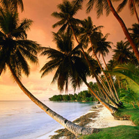 palms on the beach