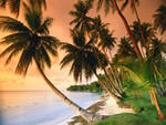 palms on the beach