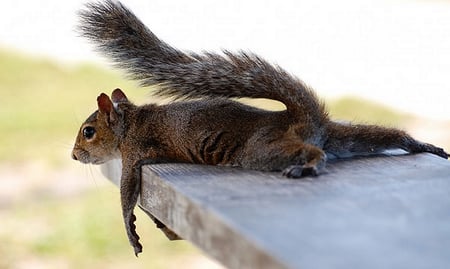 EXHAUSTED - cute, tired, squirrel