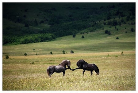 FRIENDS FOREVER - touch, hands, touching, horses, communication, friendly, two, connection