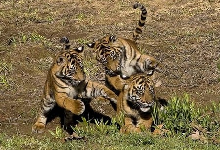 WILD PLAY - fun, playing, tigers