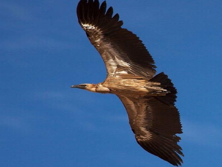 BIRDIE FLIGHT - bird, flying