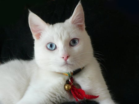 WHITE CAT BACKGROUND BLACK - sweet, adorable, eyes, friendly