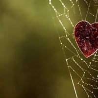 HEART ON WEB