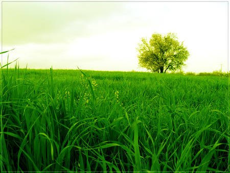 lonely tree - nature, tree, green, sky