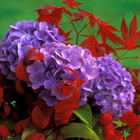 purple flowers