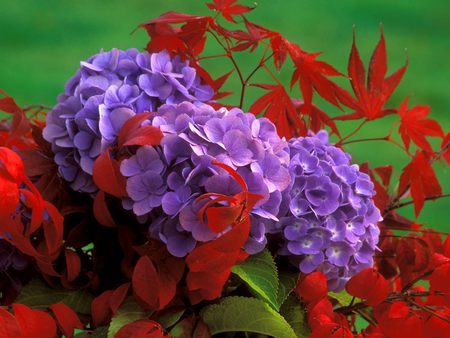 purple flowers - flower, leaf, purple, red