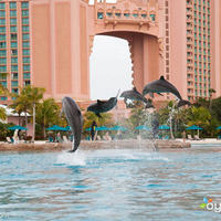 Atlantis dolphin cay