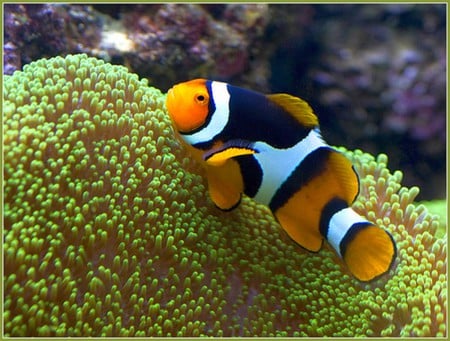 Clown Fish - deep sea, cool, beautiful, clown fish