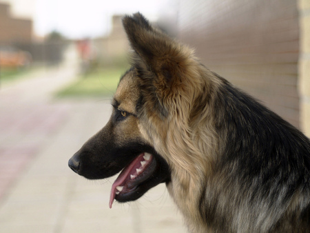 MY NAME IS CHIEF - handsome, chief, majestic, germanshepard