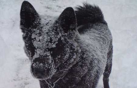 Snow Dog - lear, dog, snow