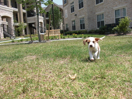 A PUPPY GOING TO PLAY - white, brown, beagle, racing