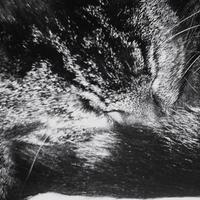 Cute Cat Sleeping
