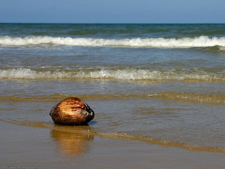 Lone Coconut - coconut, beach, beautiful, waves, ocean, sand