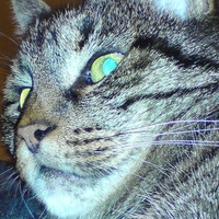 Cat close up