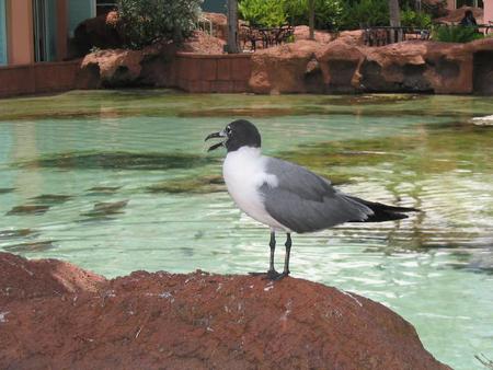 Seagull - plants, rocks, water, bird